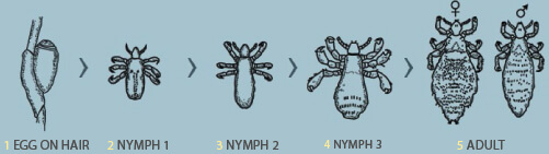 life-cycle
