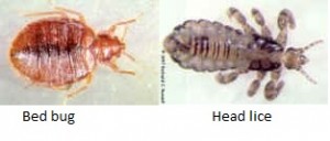 head-lice-vs-bed-bug.jpg