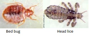 head-lice-vs-bed-bug.jpg